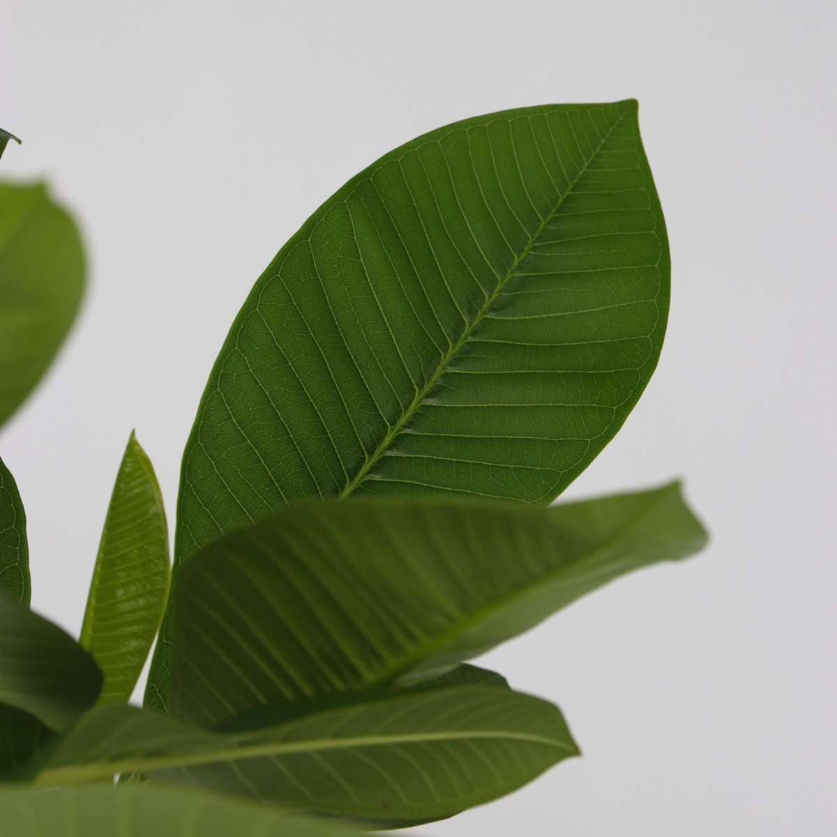 Oasis of Life - Vendita all'ingrosso Piante vive - Palma delle Hawaii Frangipani – Plumeria rubra – Altezza 45–55cm – Ø17cm – Pianta tropicale con fiori profumati – Albero del tempio – Pianta d'appartamento esotica per luoghi soleggiati6