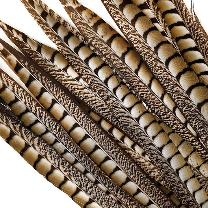 Zucker Feather Products - Wholesale Feathers - Lady Amherst Pheasant Tails - Natural - 16 - 20" 12 pcs4