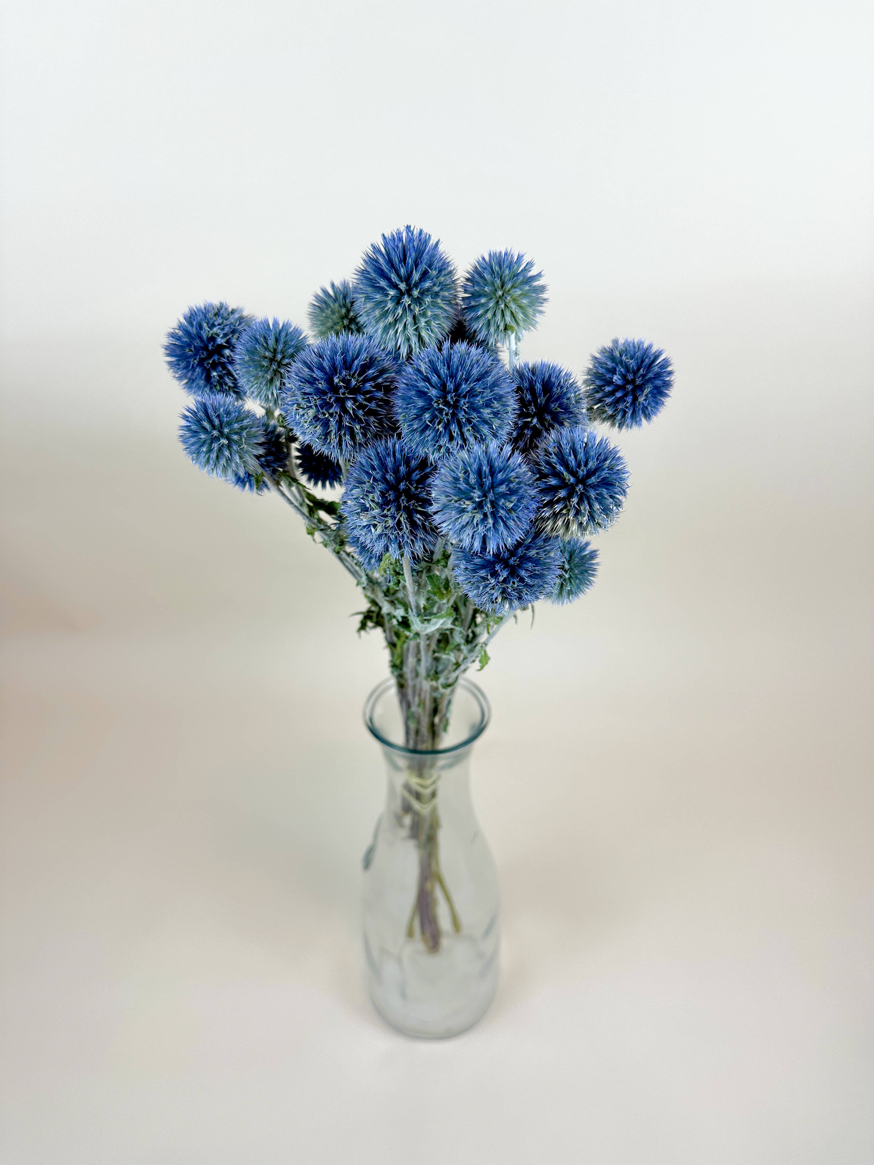 Lovejoy Farms Premium Dried Flowers - Venta al por mayor Flores secas/prensadas - Cardo Globo (Echinops) – Azul Natural, Secado al Aire3