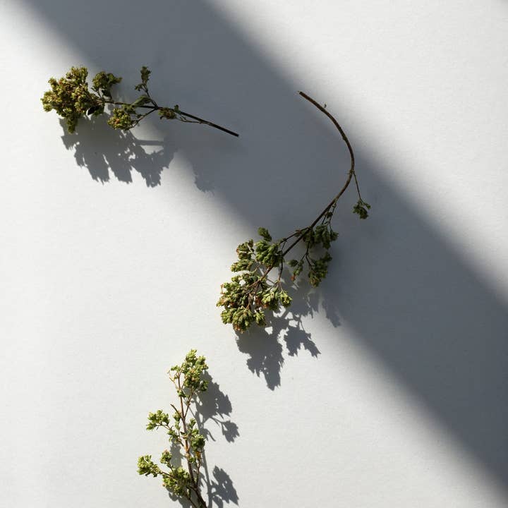 Daphnis and Chloe - Wholesale Herbs - Oregano from Taygetus3