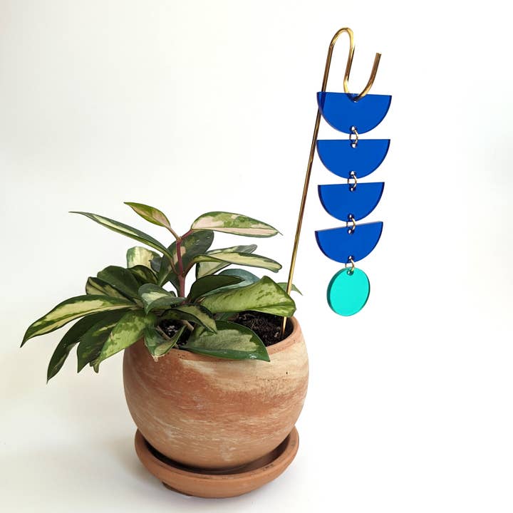 Plant Pick: Blue + Mint Sunrise for wholesale by Savvie Studio