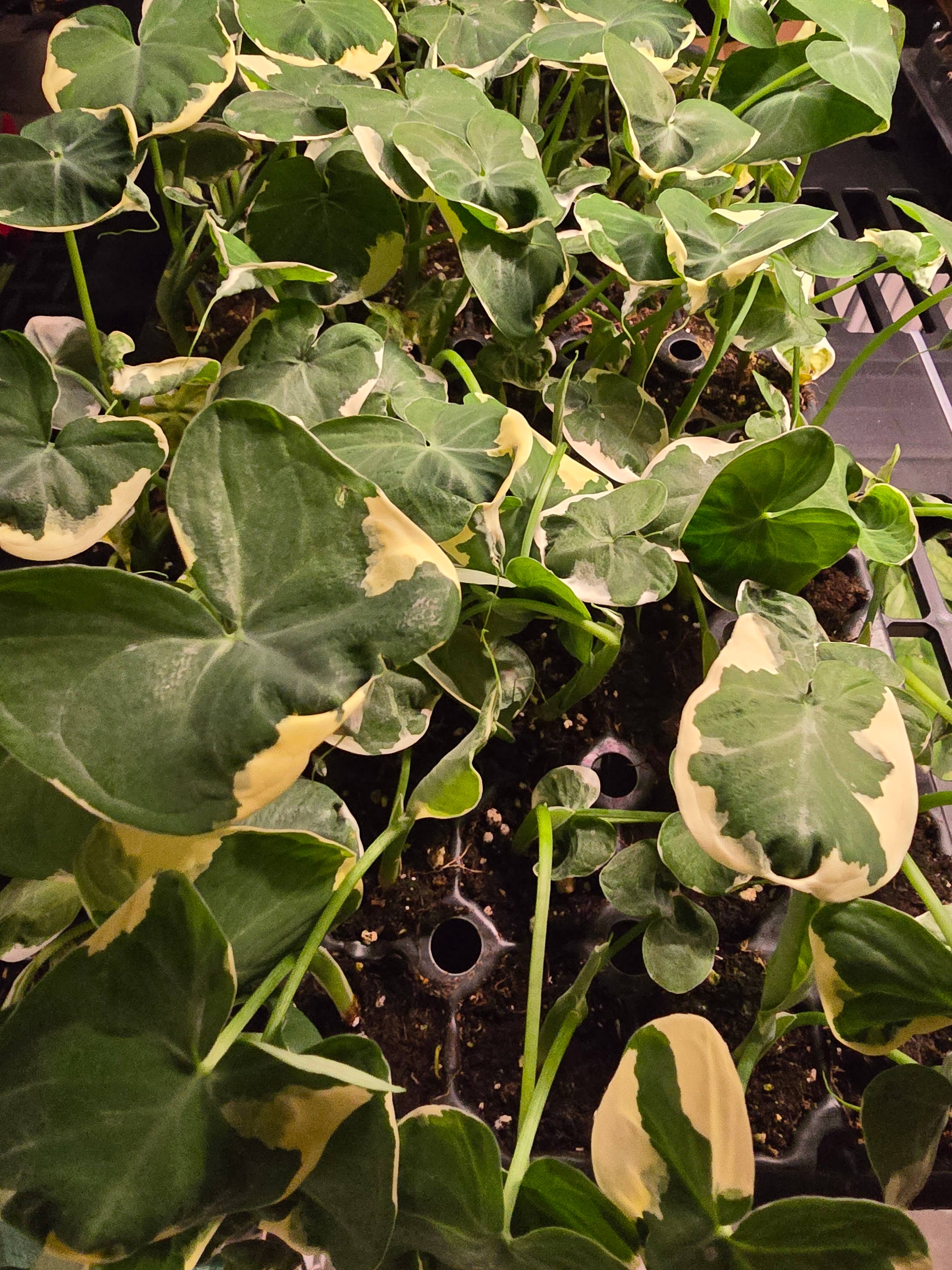 Dick's Sticks and Exotics - Wholesale Live Plant - Growers Choice Mega Mix. Unpotted. 10