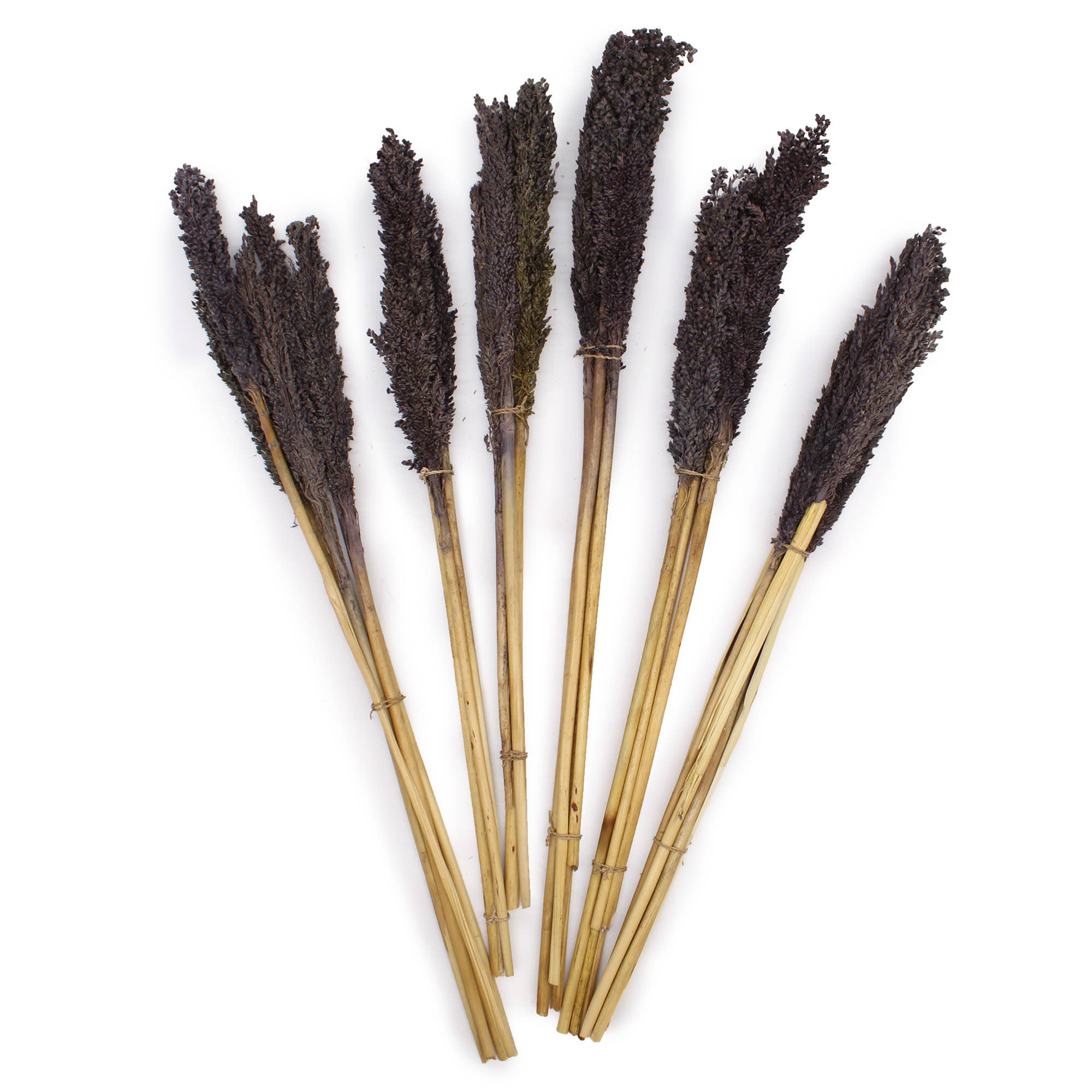 Ancient Wisdom – wholesale Dried/pressed flowers – Cantal Grass Bunch - Black3