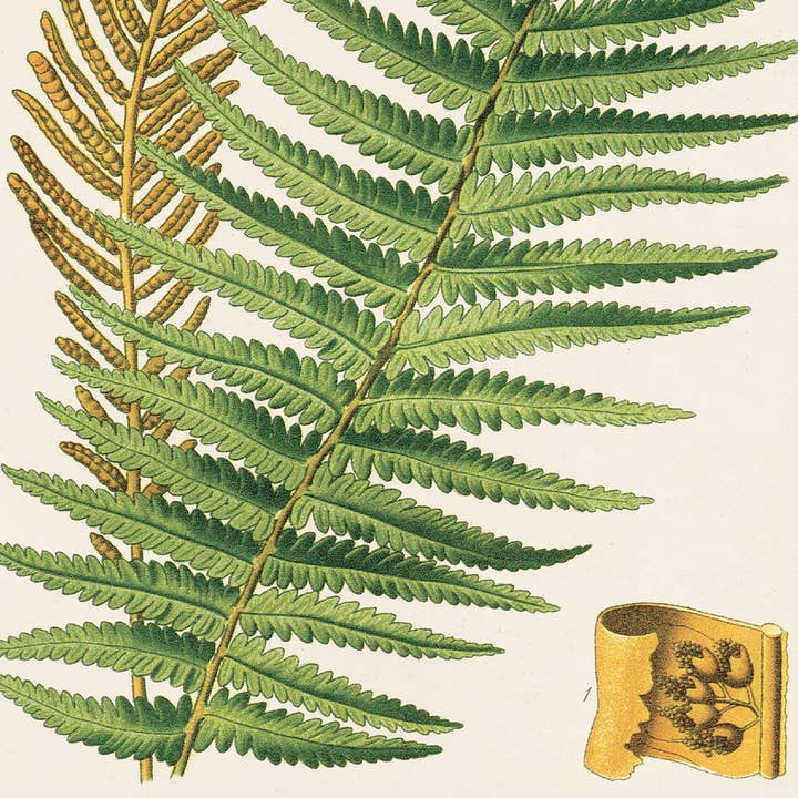 Curious Prints - Wholesale Art Print - Vintage Botanical Ostrich Fern Print w/ optional frame