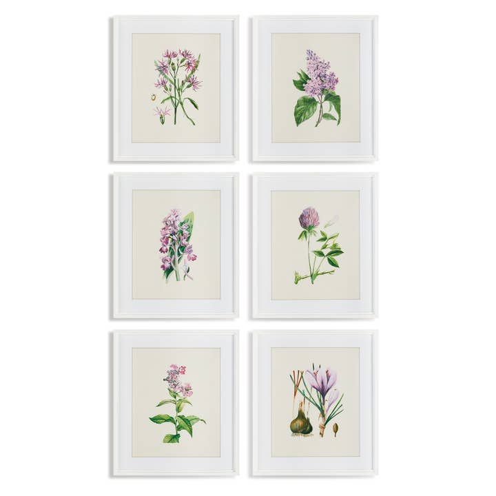 Flower Study Prints, Set Of 6 for wholesale by Napa Home & Garden