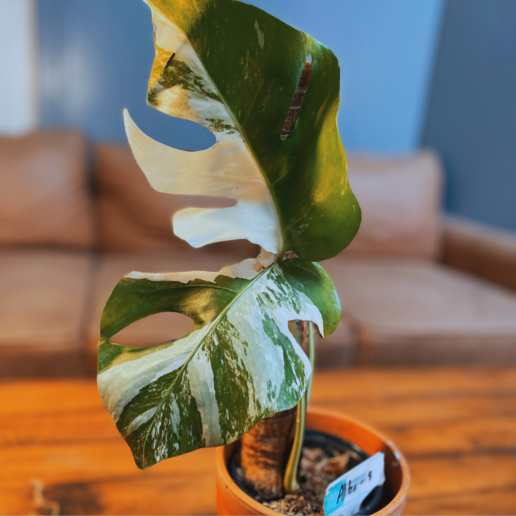 Epipremnum Pinnatum Variegata Albo – Angie's Planties