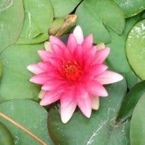 Wetplants - Wholesale Incense - Growers Choice Hardy Water Lily1