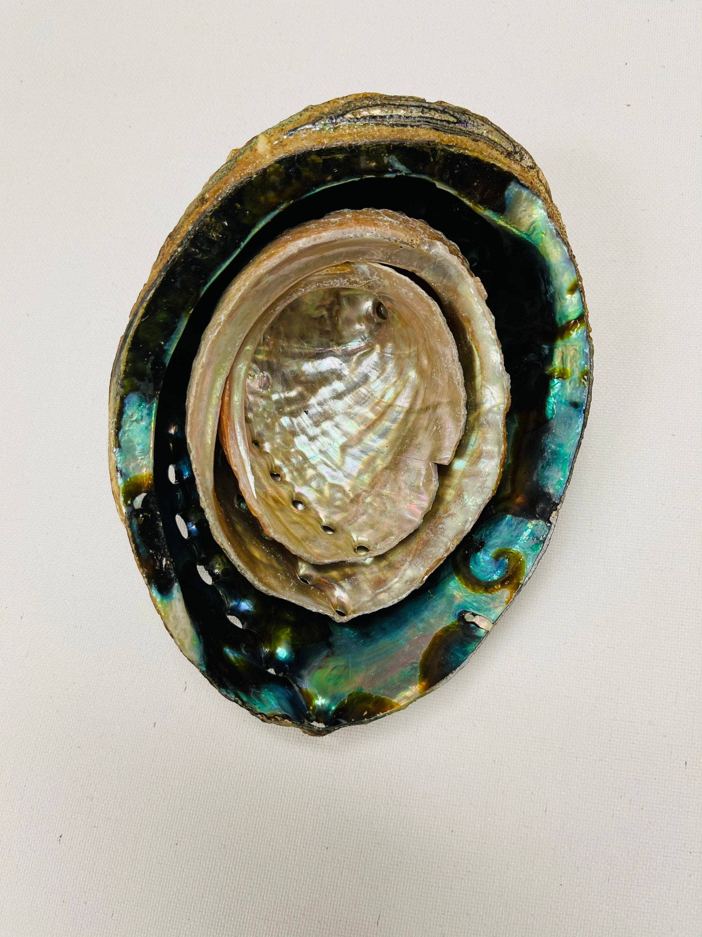 CaNatureLover - Vente Porte-encens - Coquille d'ormeau verte 7,5-18 cm, brûleur d'encens, coquille de mer caméléon - Vente en gros7