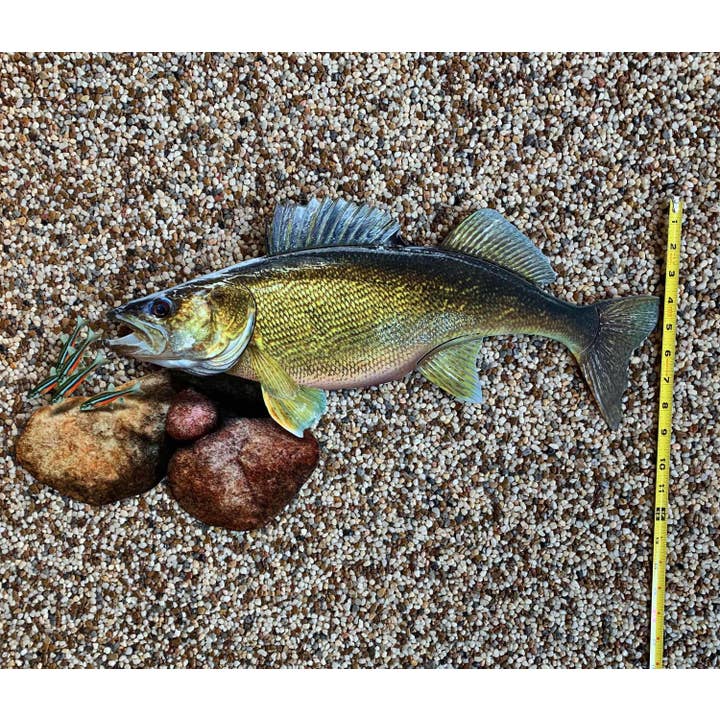 Reelistic Replicas - Wholesale Wall Accent - Walleye Replica Mount - 24 Inch Walleye Replica Scene2