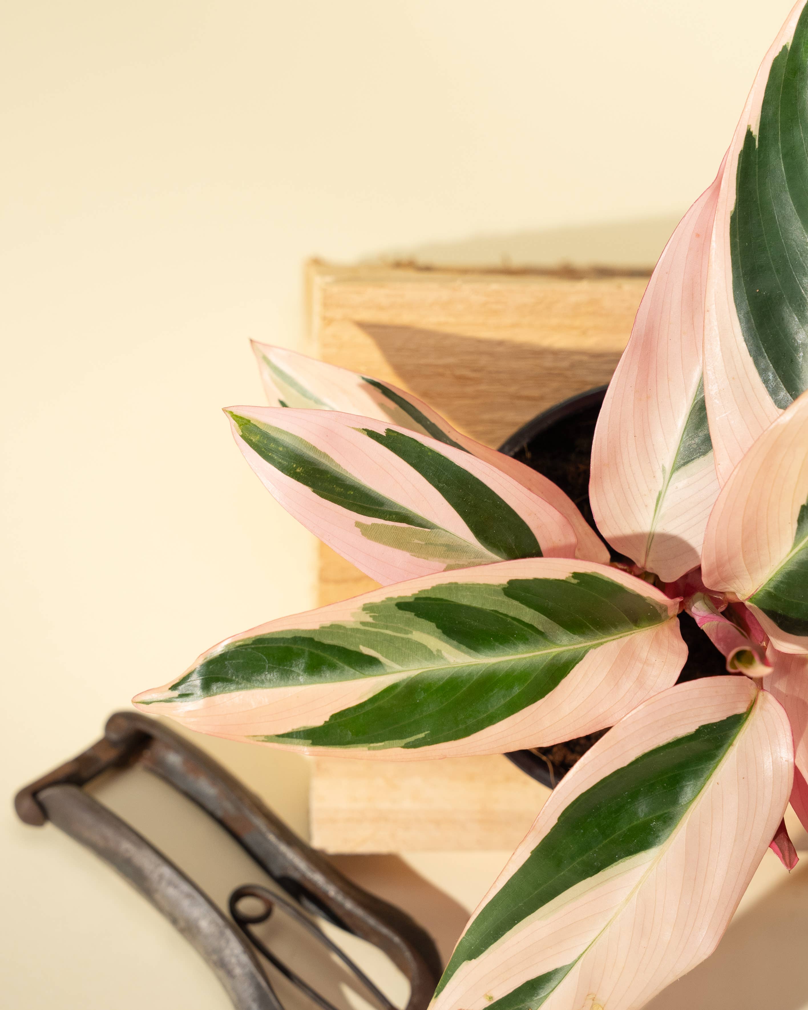 BWH Plant Co - Wholesale Live Plant - 4" Stromanthe 'Trio Star'3