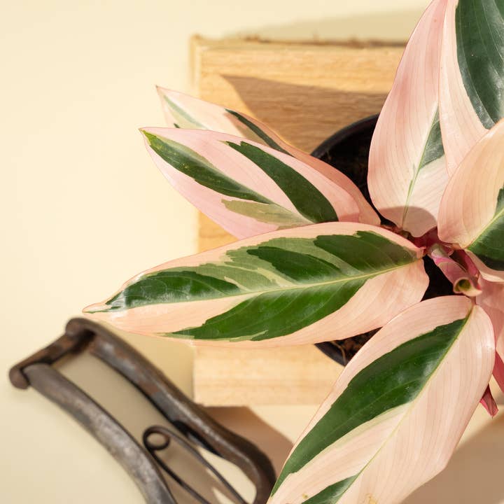 BWH Plant Co - Wholesale Live Plant - 4" Stromanthe 'Trio Star'3