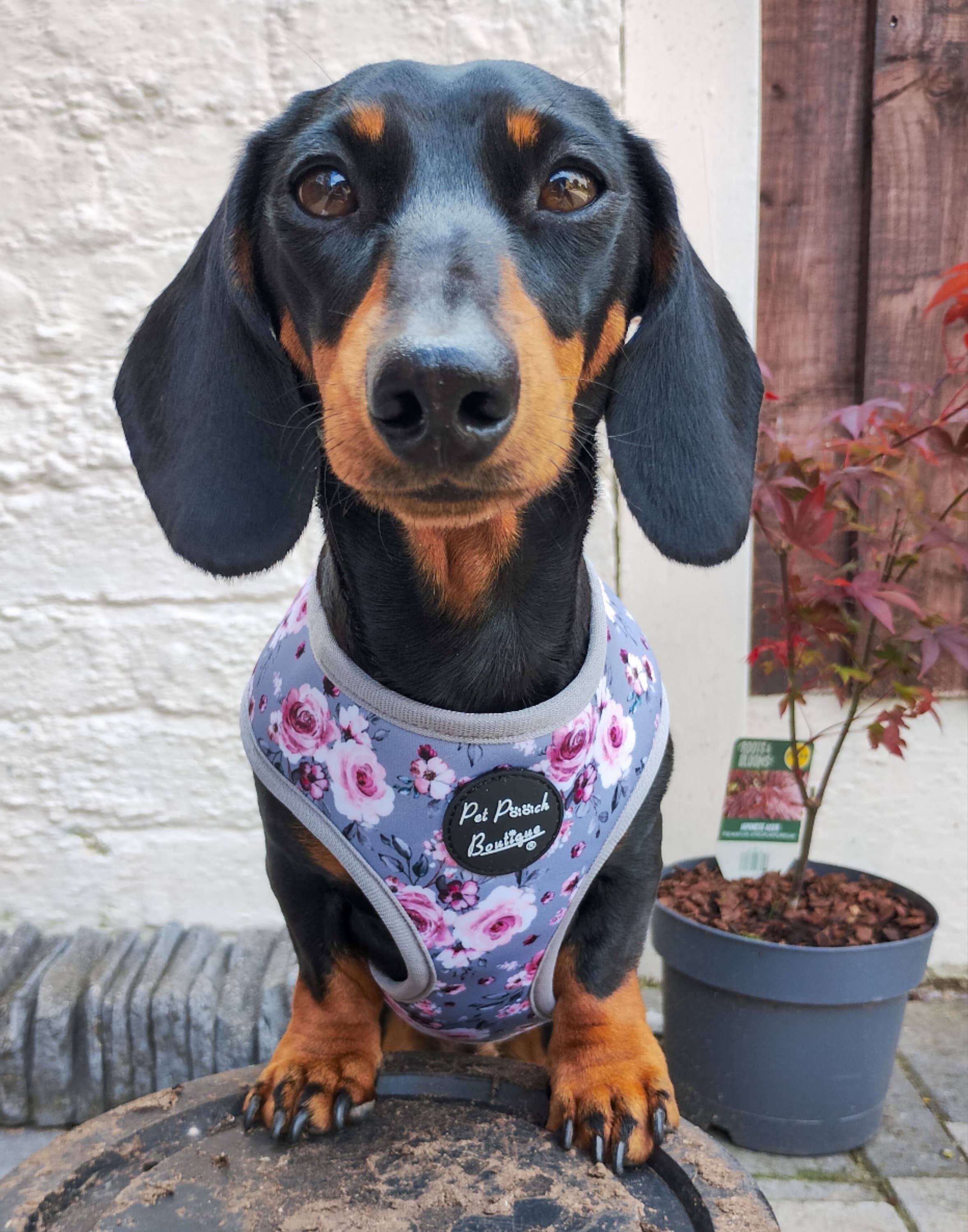 Pet Pooch Boutique – wholesale Pet harness – Dog – Secret Garden Puppy Dog Harness/Optional Accessories/Wedding7