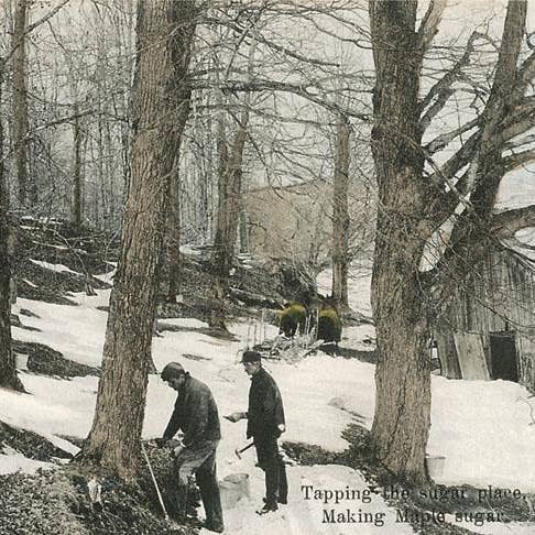 Art Print FO-174 Tapping Maple Trees for Sugar for wholesale by Found Image Press