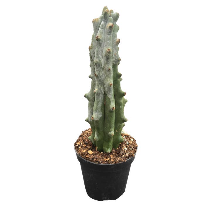 Cactus Ghost White Boobie 4 inch Grower Pot for wholesale by Arcadia Garden Products