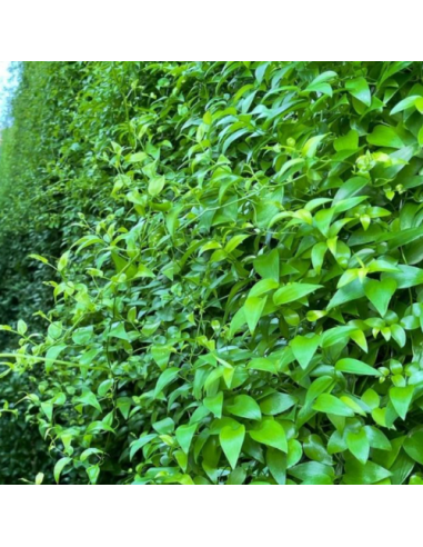 Florasource - Wholesale Fresh Cut Flowers - Southern Smilax 10 bunches CALIFORNIA Grown1