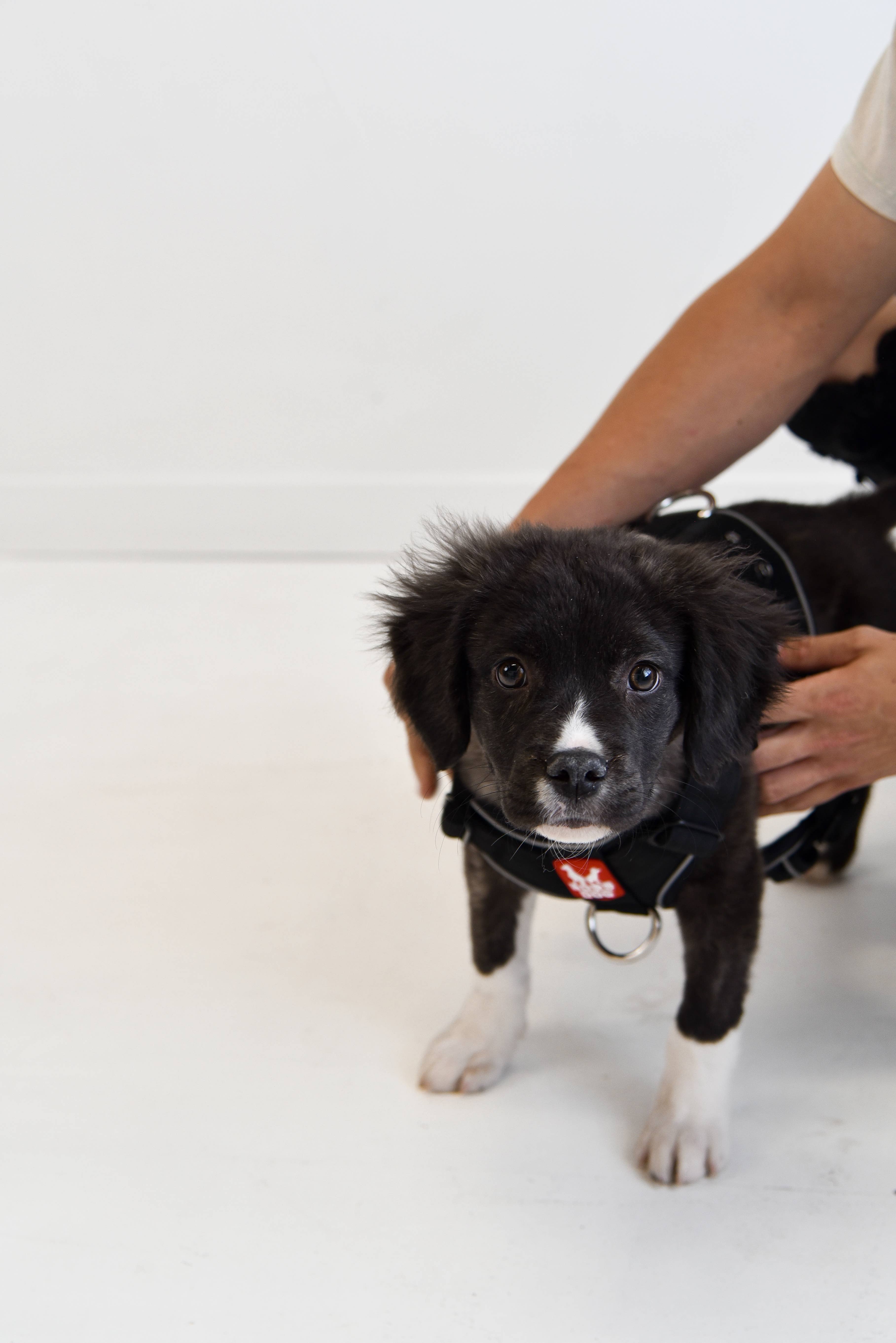 BOSS DOG BRAND, INC. - Wholesale Pet Harness - Dog - Boss Dog Harness4