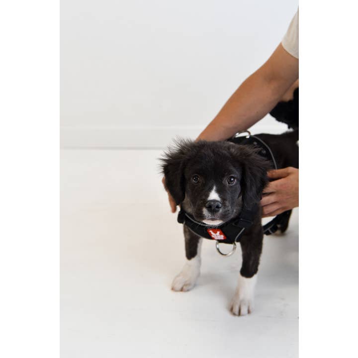 BOSS DOG BRAND, INC. - Wholesale Pet Harness - Dog - Boss Dog Harness4