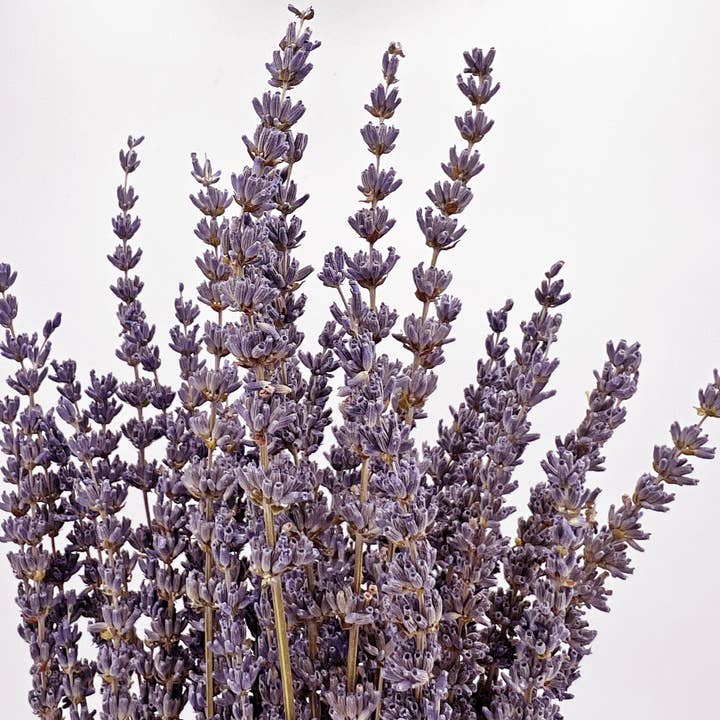 2626 Designs - Wholesale Dried/Pressed Flowers - Dried Preserved Lavender Bouquets 21" Multiple Colors2