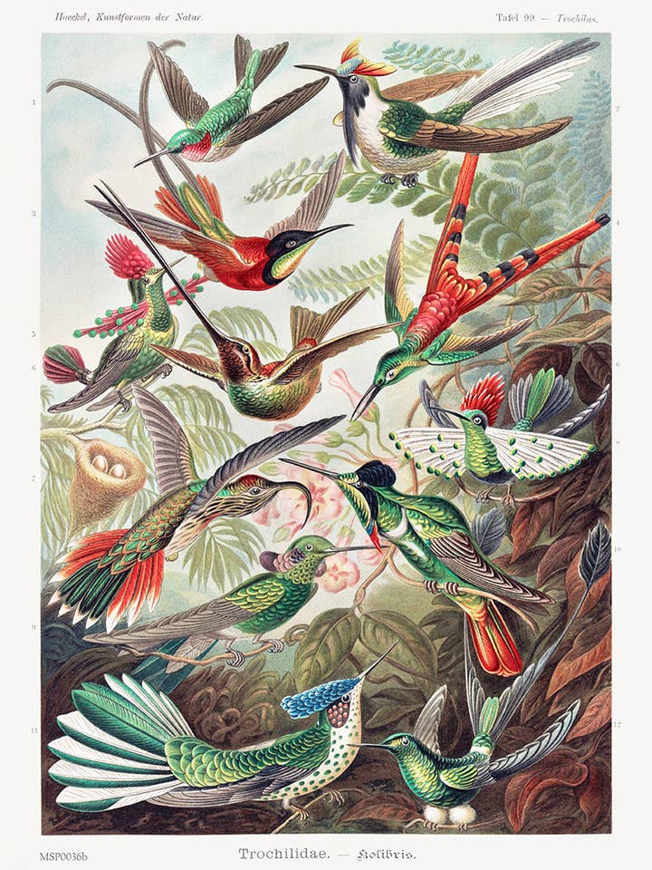 Trochilidae (hummingbirds) by Ernst Haeckel 30x40cm Art Print for wholesale by On The Wall Art Ltd
