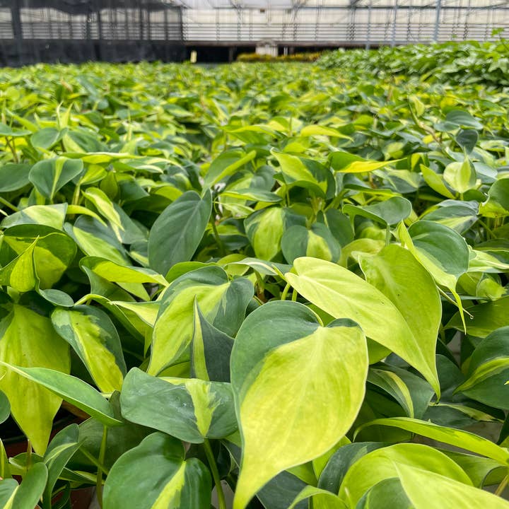 Thorsen's Greenhouse - Wholesale Live Plant - Philodendron Hanging Basket - 8" Live Plant1