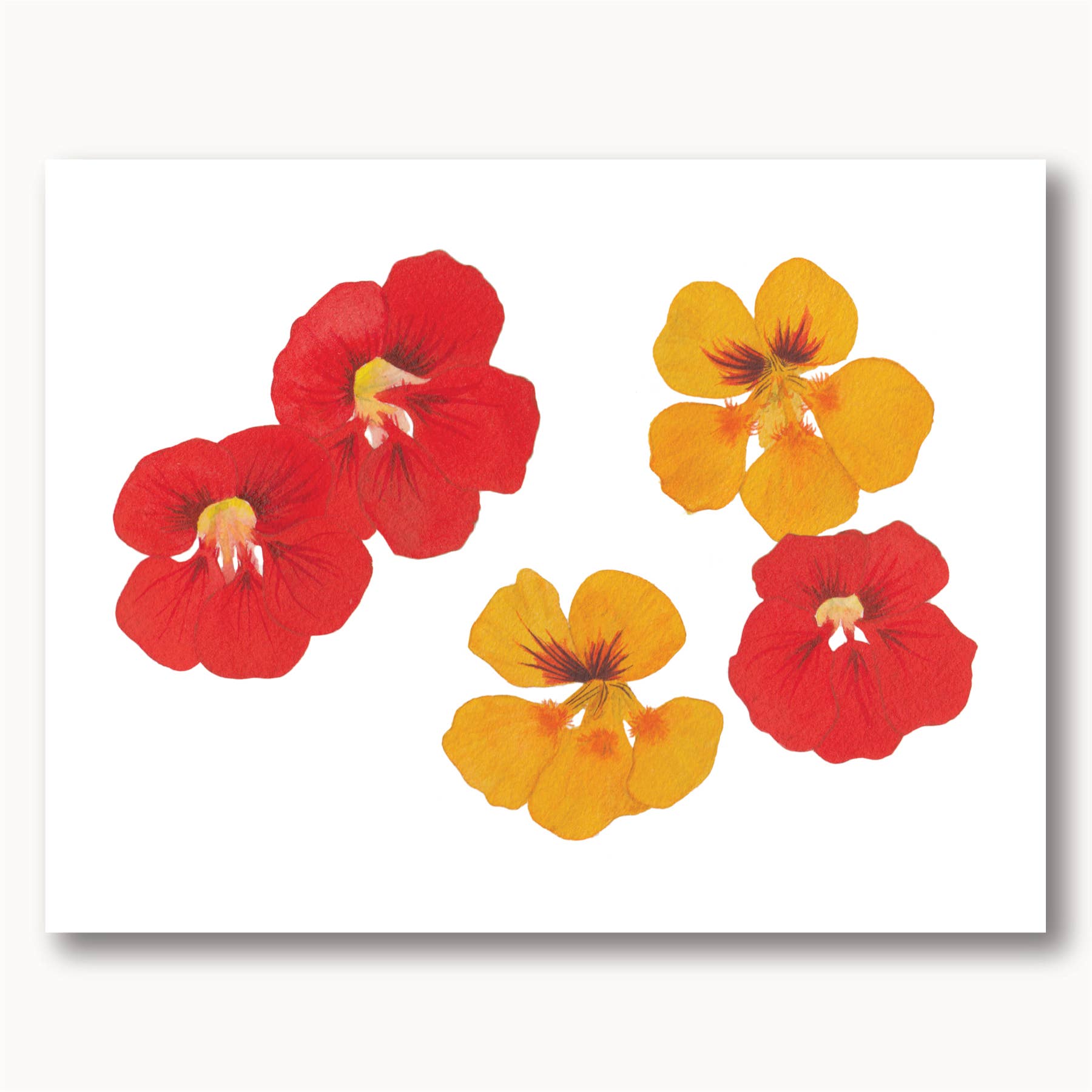 Sophie Tivona Paper - Wholesale Everyday Greeting Card - Nasturtium Watercolor Greeting Card0