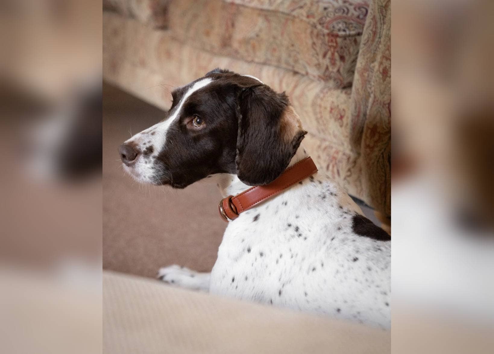 Ralph & Co – wholesale Pet collar – Dog – Brown Leather Dog Collar1