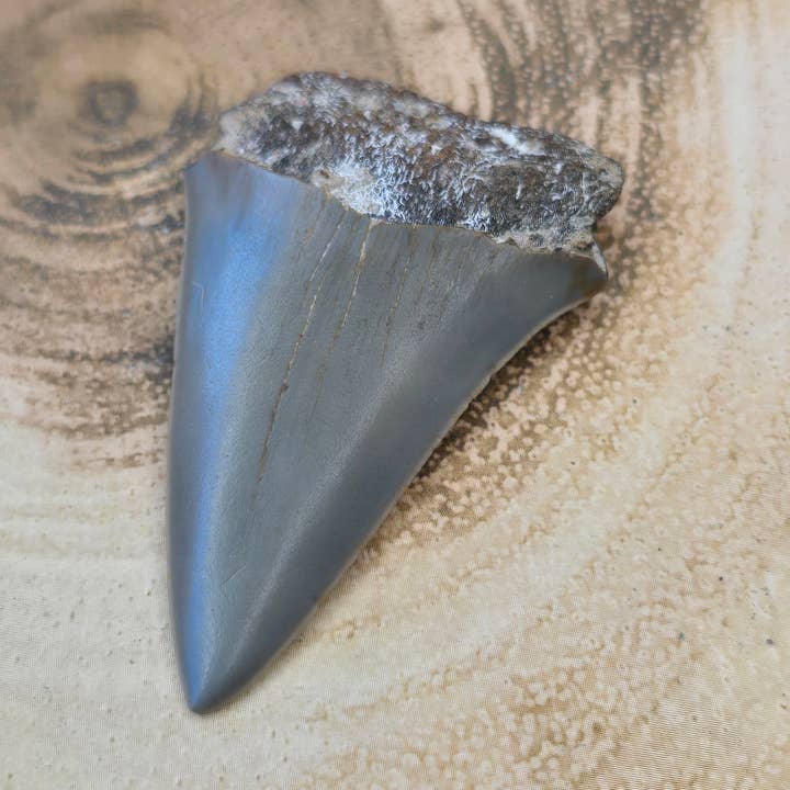Dent fossilisée de requin mako pour la vente par Crystal Cove Minerals