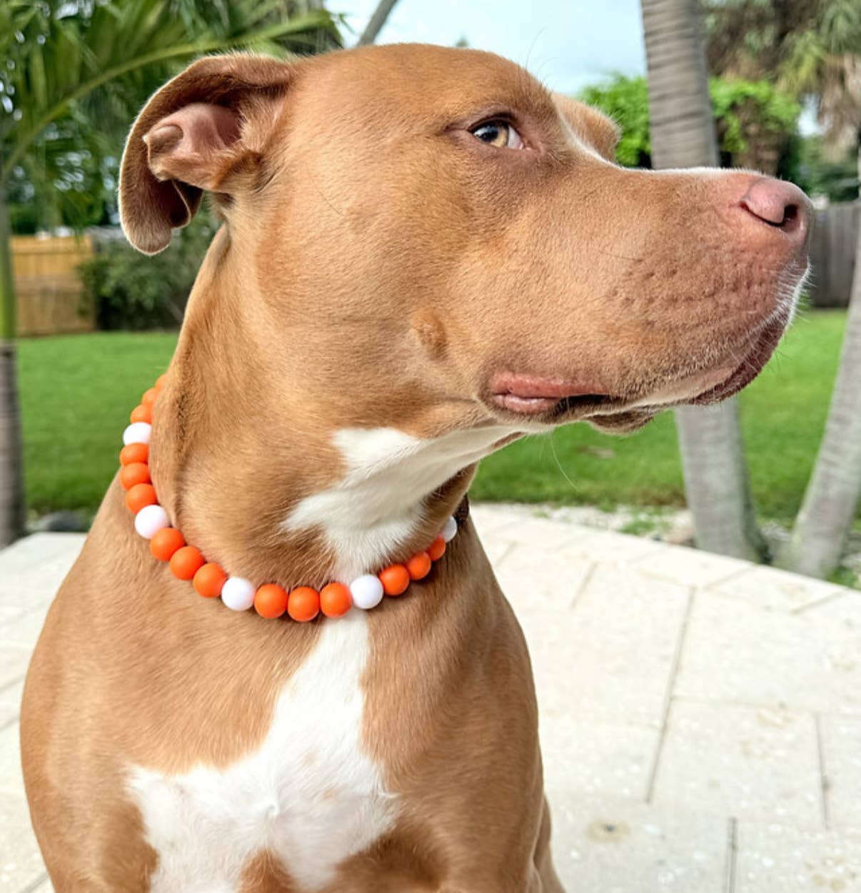 Dainty Paws – wholesale Pet collar – Dog – Roo's Courage | Beaded Dog Collar   4