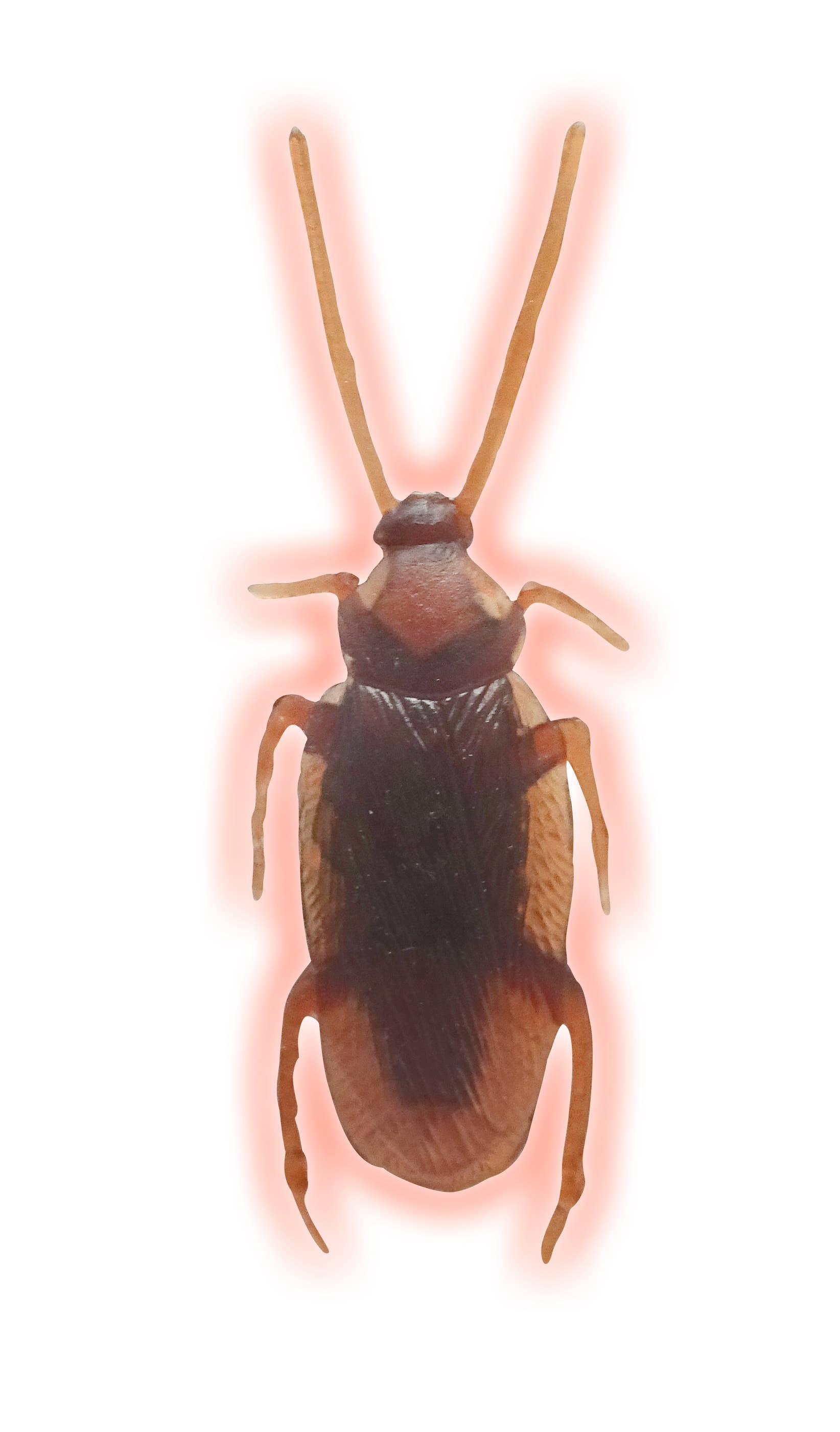 Flash Sales - Wholesale Gag Gift/Novelty Gift - Jbugly Crazy Cockroaches Glow in the Dark4