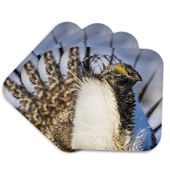 3dRose - Wholesale Coasters - 3dRose, USA, WY. Portrait of a male Greater Sage Grouse on a lek in Spring., Coaster7