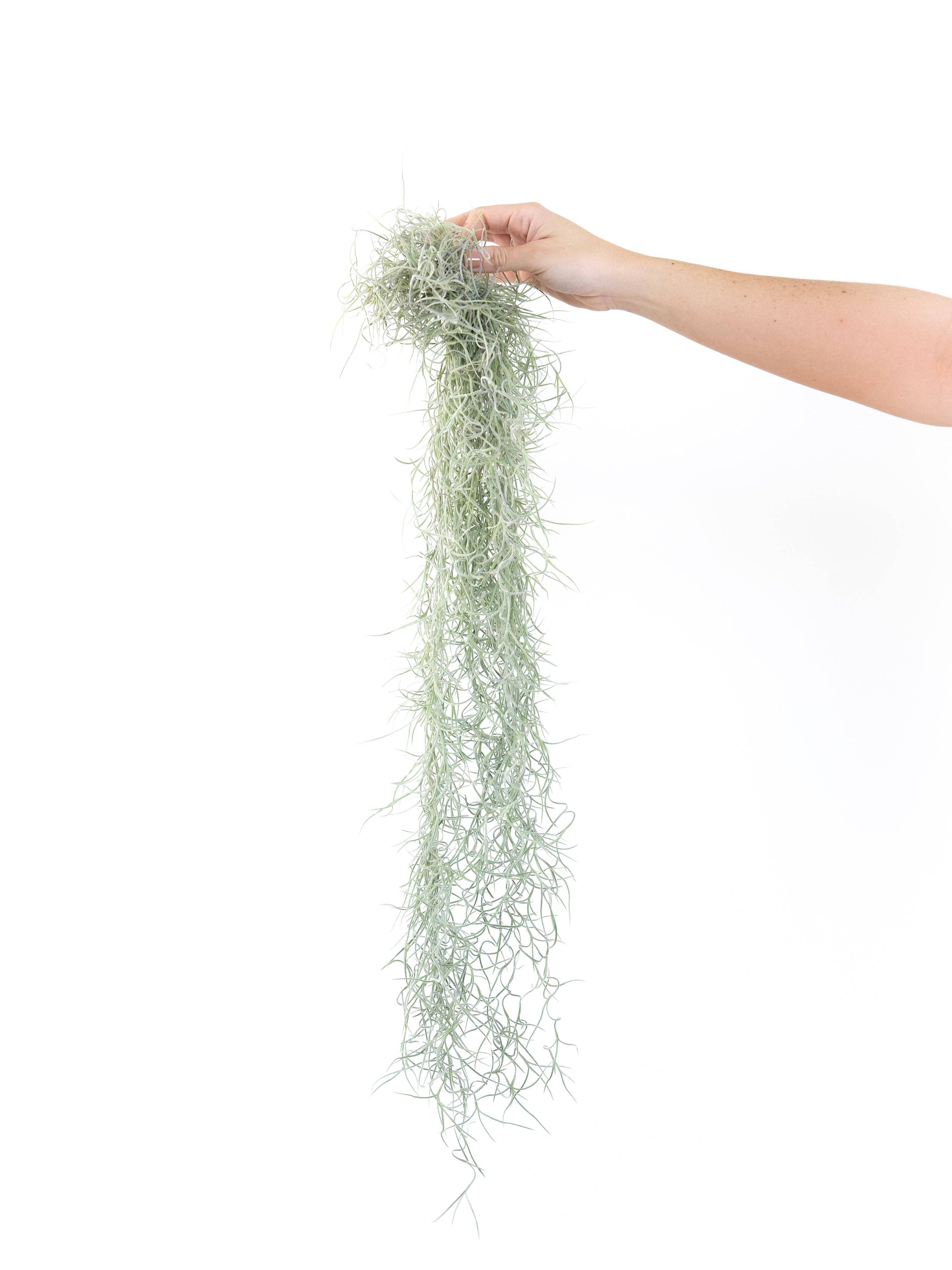 Air Plant Shop - Wholesale Live Plant - Colombia Thick Spanish Moss - Tillandsia Usneoides6