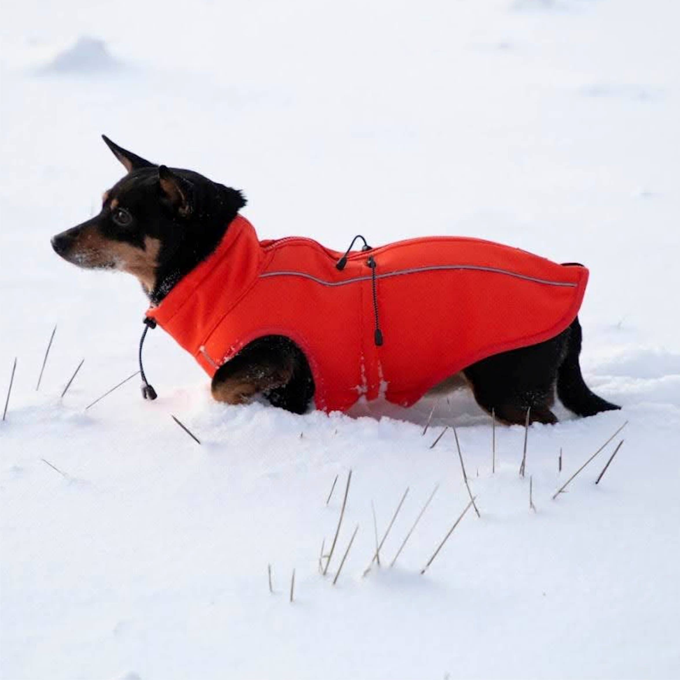 FINNERO - Vente Veste – chien - Veste réfléchissante coupe-vent FINNERO SPORT pour chien, 3 couleurs8
