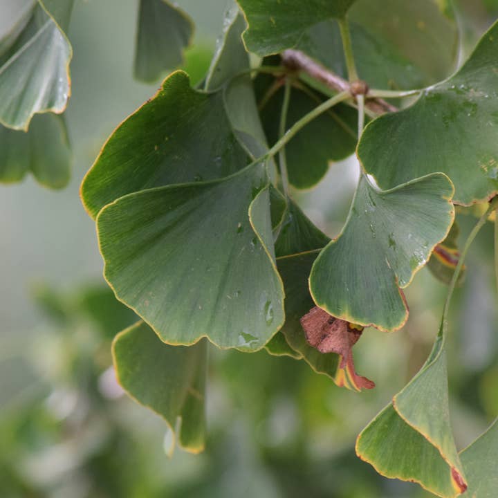 Ginko 1 A4 Print for wholesale by Red Berry Photos