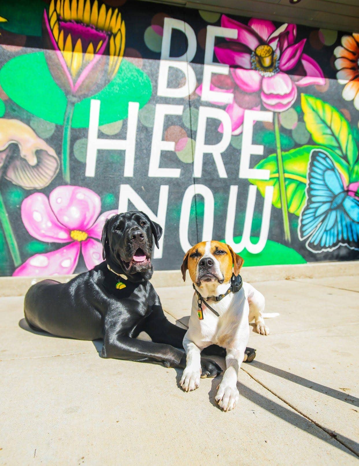 Besties Pets – Großhandel Haustiermarke – Katze/Hund – Tacos and Beer BFF Ausweisschilder-Set aus Silikon3