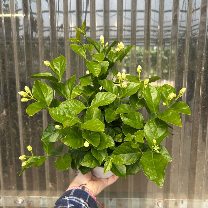 6" Jasmine sambac 'Maid of Orleans' for wholesale by O F Nelson’s