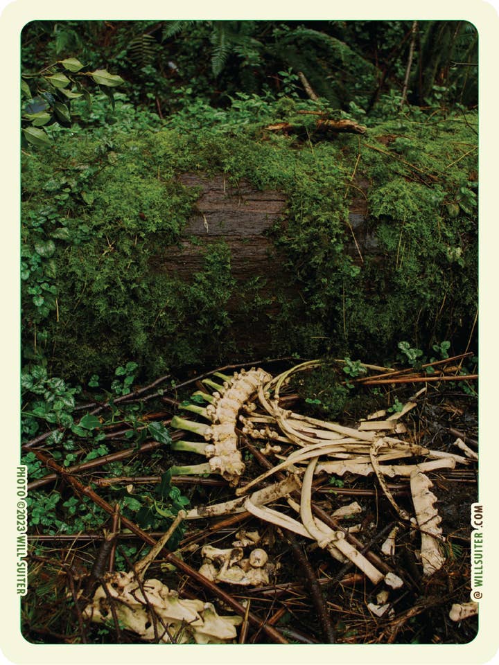 Autocollant Mossy Bones
3,25 x 4,75 pouces pour la vente par Will Suiter Photography & Studio