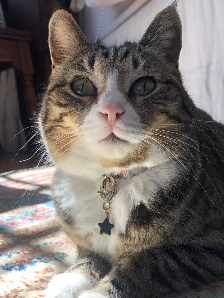 Black Obsidian Star Crystal Pet Pendant Halloween Love for wholesale by Crystal Pet Love