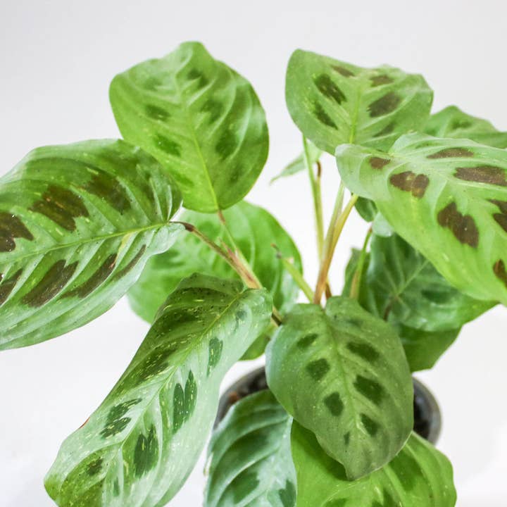 Live Maranta Prayer Plant ‘Light Veins’ – Rare, Colorful and other Purchase Wholesale maranta. Free Returns & Net 60 Terms on Faire trending on Faire.