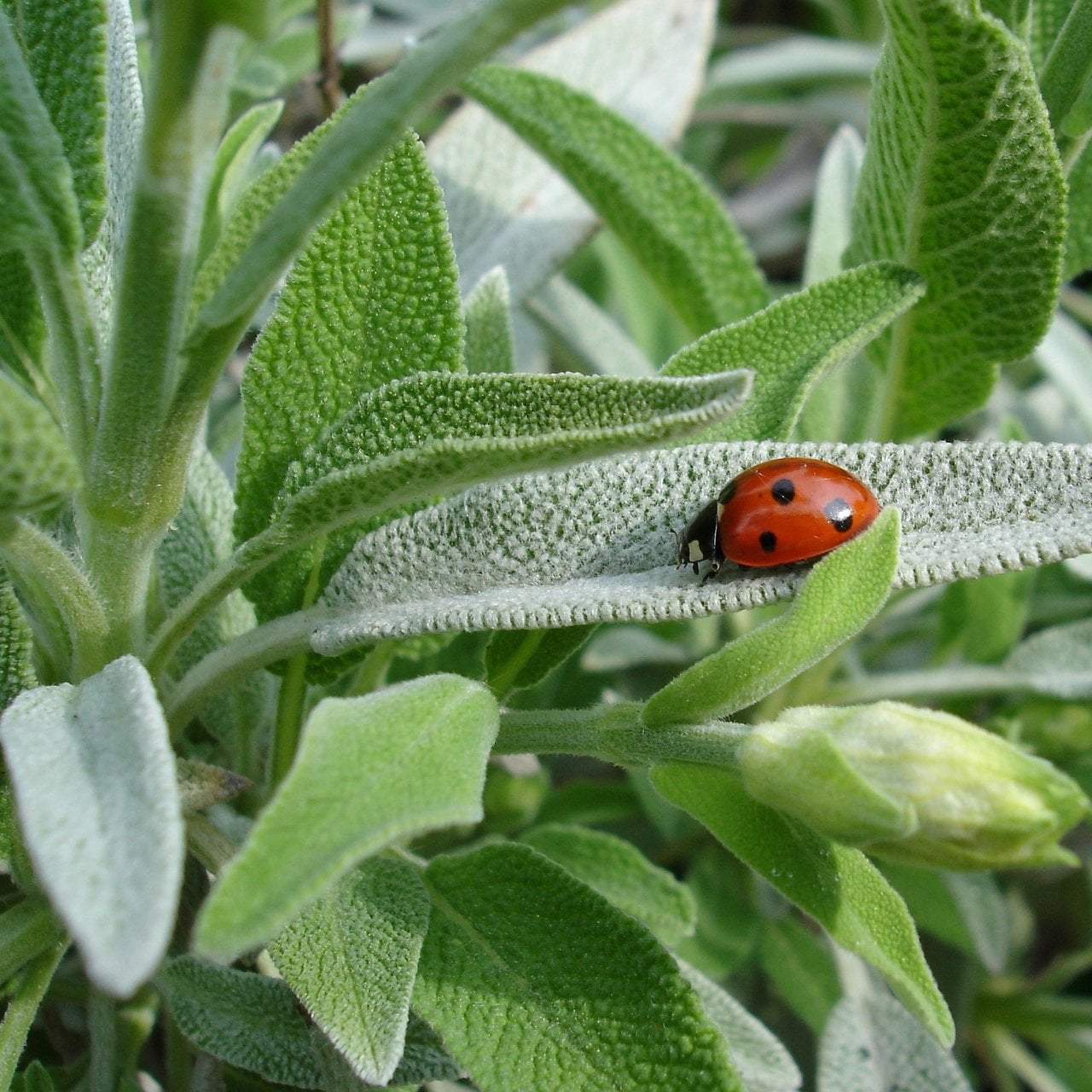 Sow True Seed - Wholesale Plant Seeds - Sage Seeds - Broad Leaf Culinary1