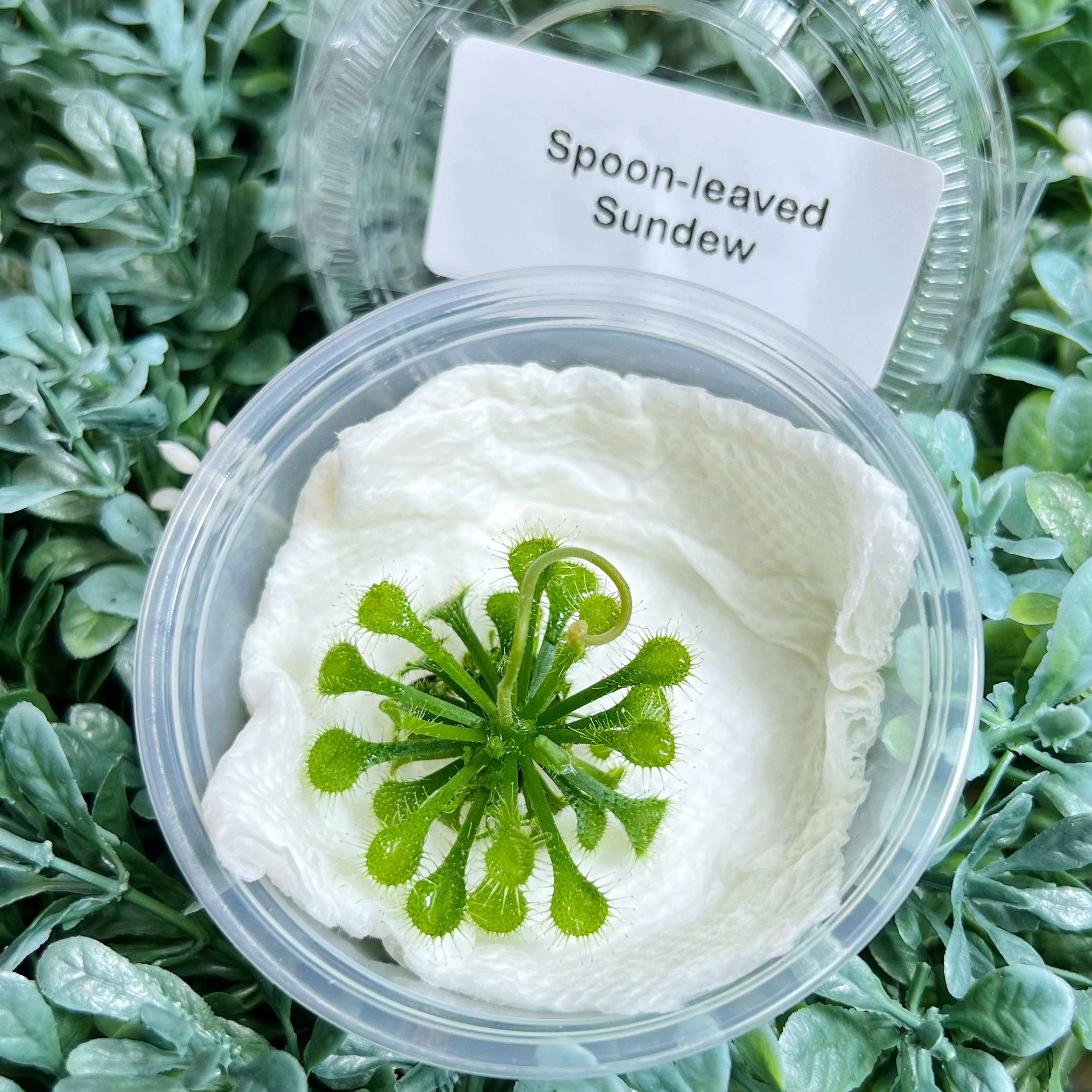 bloomify - Wholesale Live plant - Drosera spatulata – Spoon-leaved Sundew (Plant Only)4