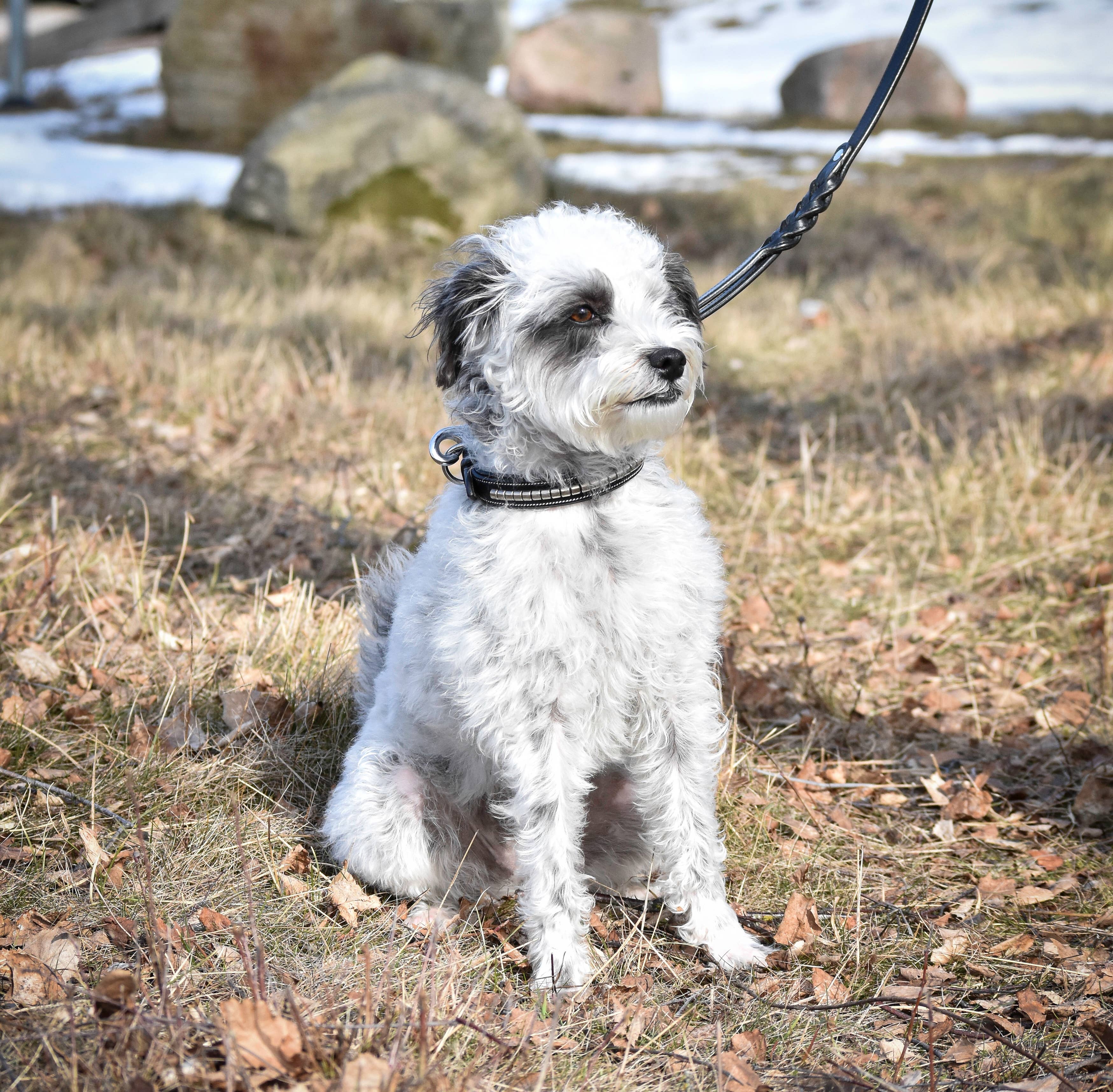 EPONIA EQUESTRIAN LIFESTYLE – coleira - Cão por atacado – Conjunto de coleira e coleira para cães com clincher decorativo6
