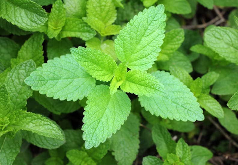 The Rike - Wholesale Plant Seeds - 6 pack x 1000 Vietnamese Lemon Balm Seeds Elsholtzia Ciliata1