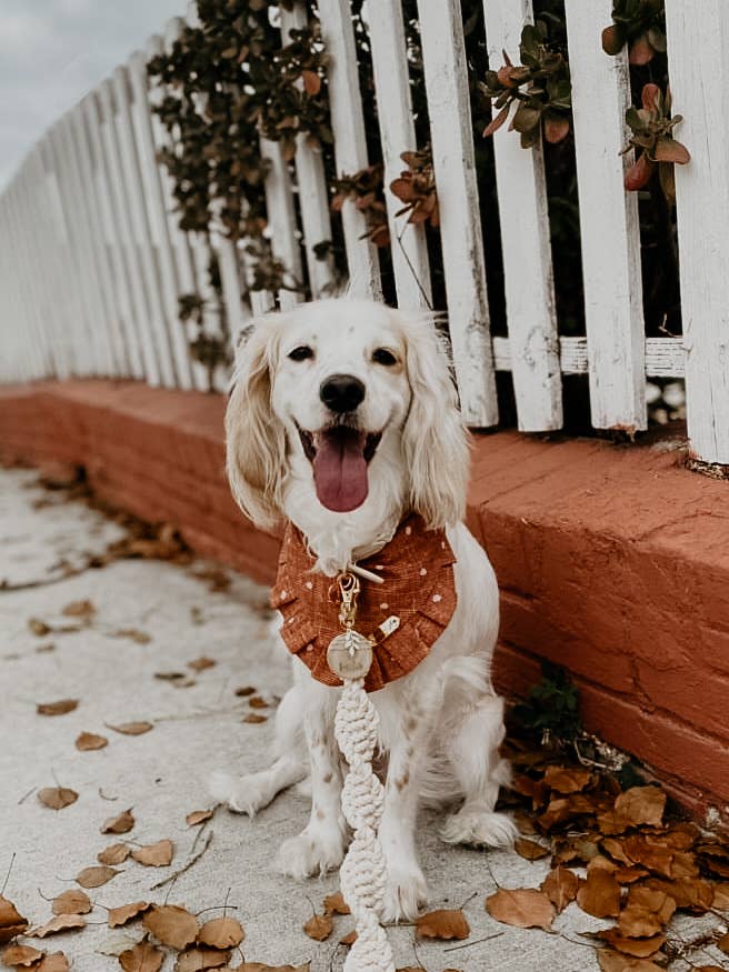 EMBER & IVORY - Wholesale Pet Leash - Dog - Macrame Dog Leash w/ Leather Handle - Natural Ivory Rope5