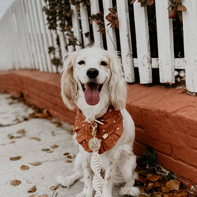 EMBER & IVORY - Vendita all'ingrosso Guinzaglio - Cani - Guinzaglio per Cani in Macramè con Manico in Pelle - Corda Naturale Avorio5