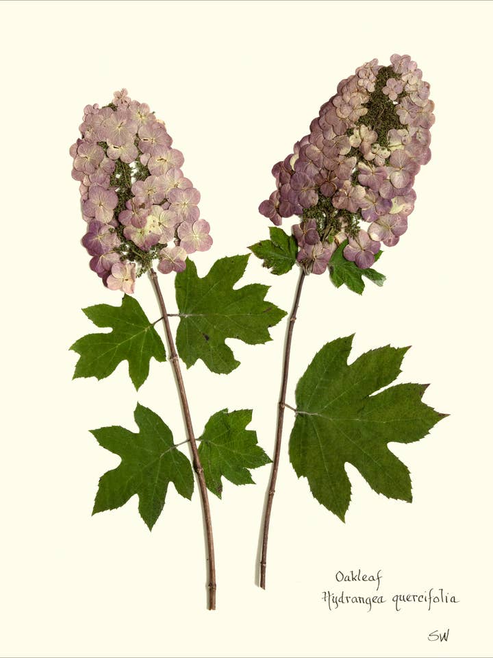 Oakleaf Hydrangea Flower Pressing - Botanical Art Print for wholesale by Homegrown Art Co