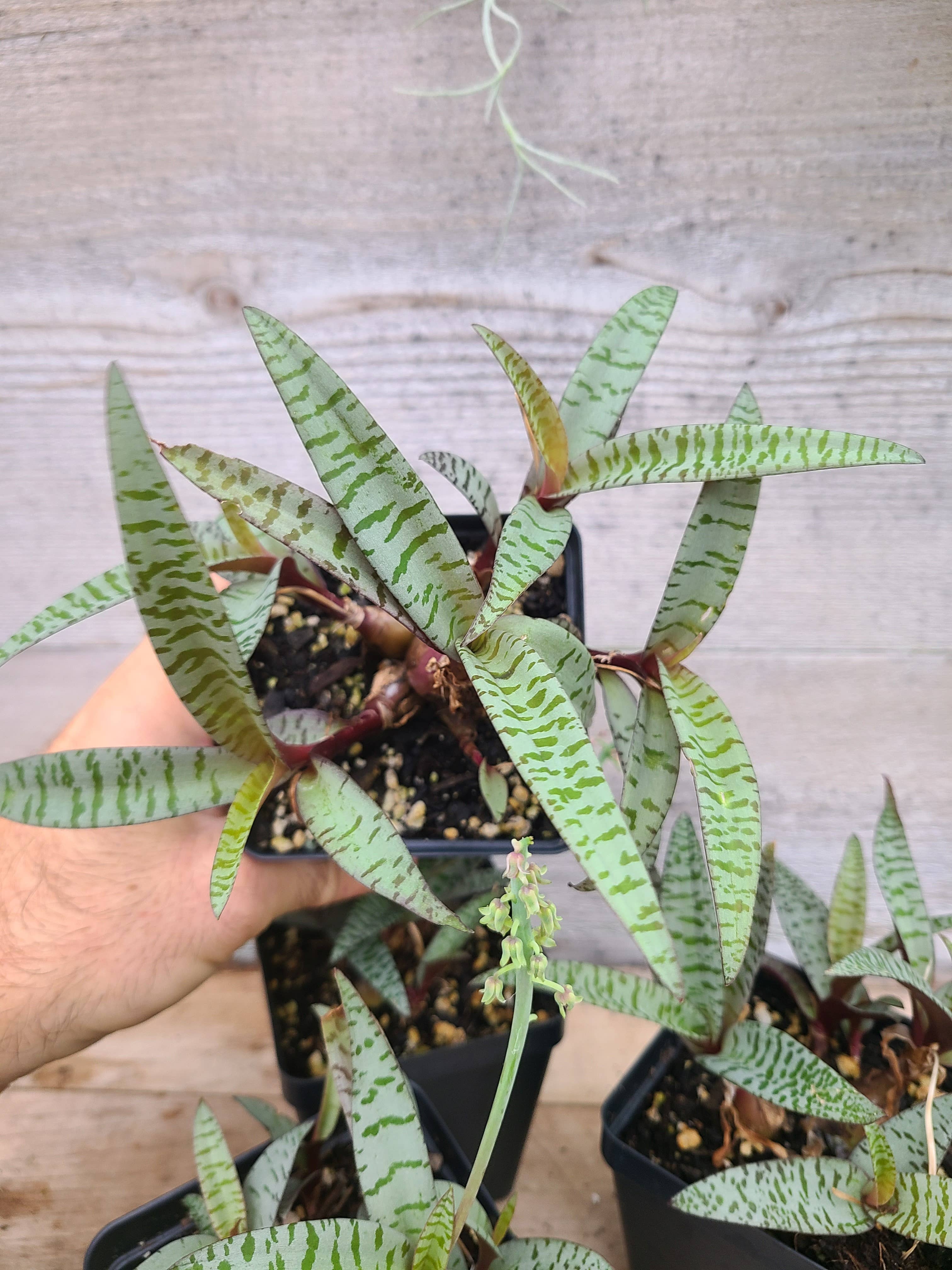 Buzz + Thrive Gardens - Wholesale Live Plant - Ledebouria socialis1
