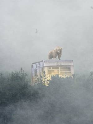 Becoming the Hunted 18x24 for wholesale by Alter Images Art