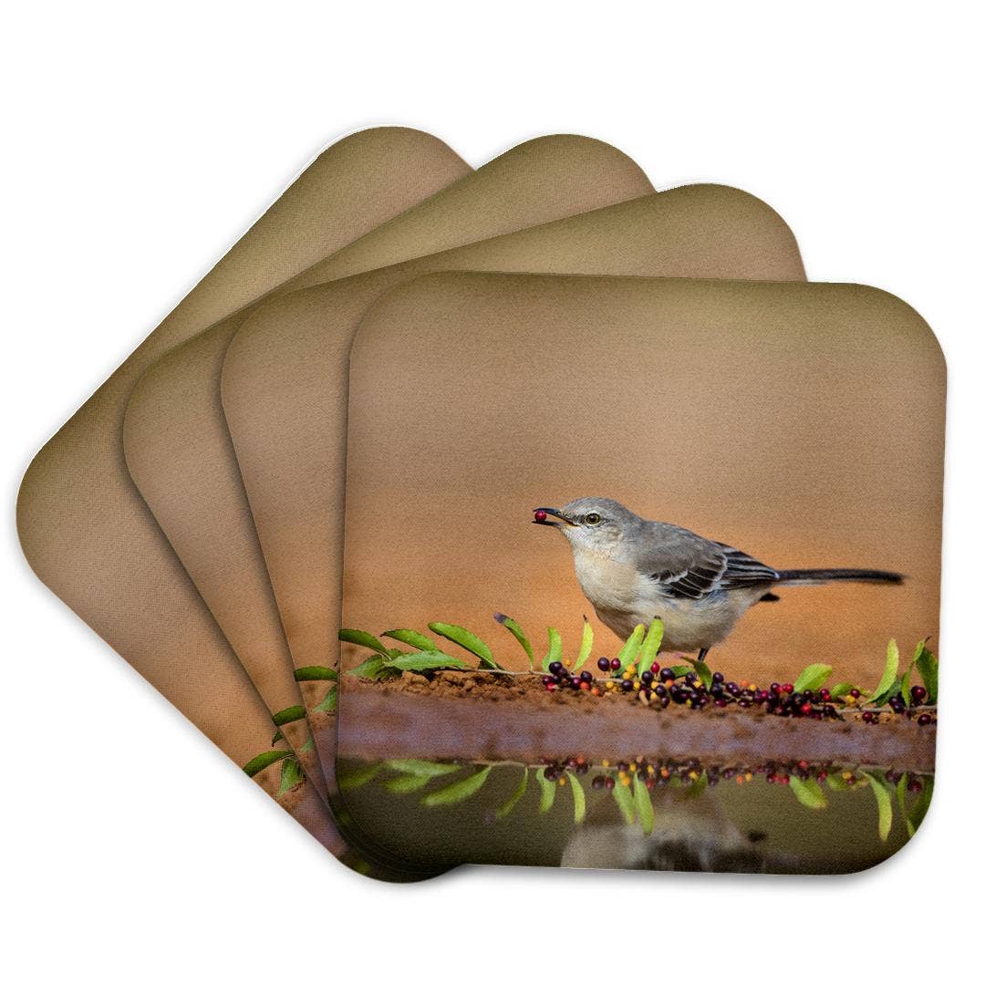3dRose - Wholesale Coasters - 3dRose, Northern mockingbird, Mimus polyglottos feeding., Coaster7