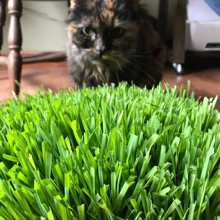 Mom’s Indoor Cat - Wholesale Pet Food - Cat - Cat Grass Deluxe Combo pack1