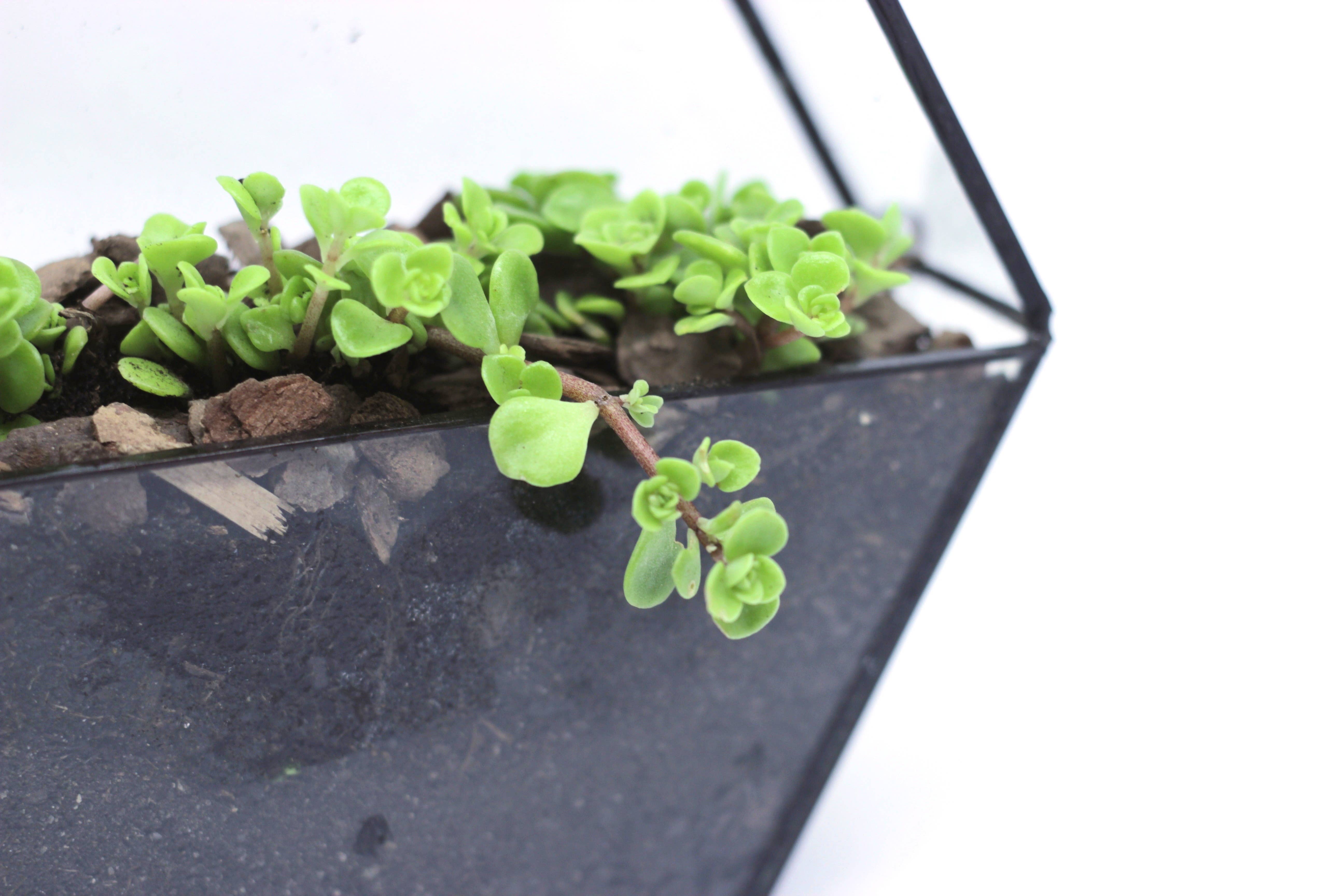 nyas - Wholesale Terrarium - Hexagon terrarium1